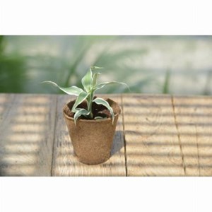 Pots biodégradables en fibres de bois pour semis