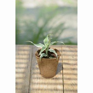 Pots biodégradables en fibres de bois pour semis