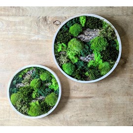 Tableau végétal naturel rond en mousse stabilisée - lot de 2- forest