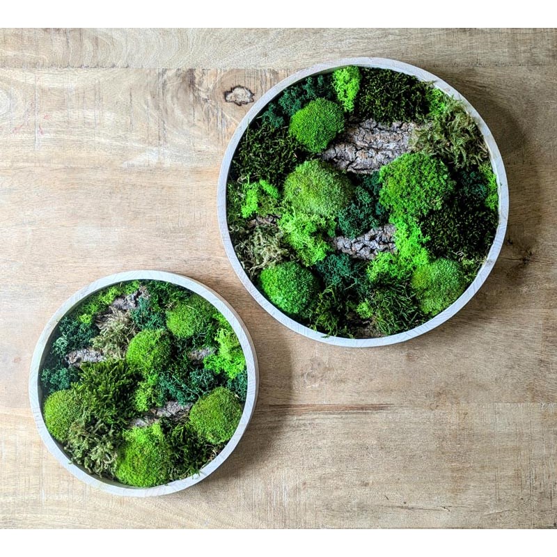 Tableau végétal naturel rond en mousse stabilisée - lot de 2- forest