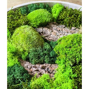 Tableau végétal naturel rond en mousse stabilisée - lot de 2- forest