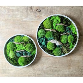 Tableau végétal naturel rond mousse stabilisée - lot de 2- sous-bois