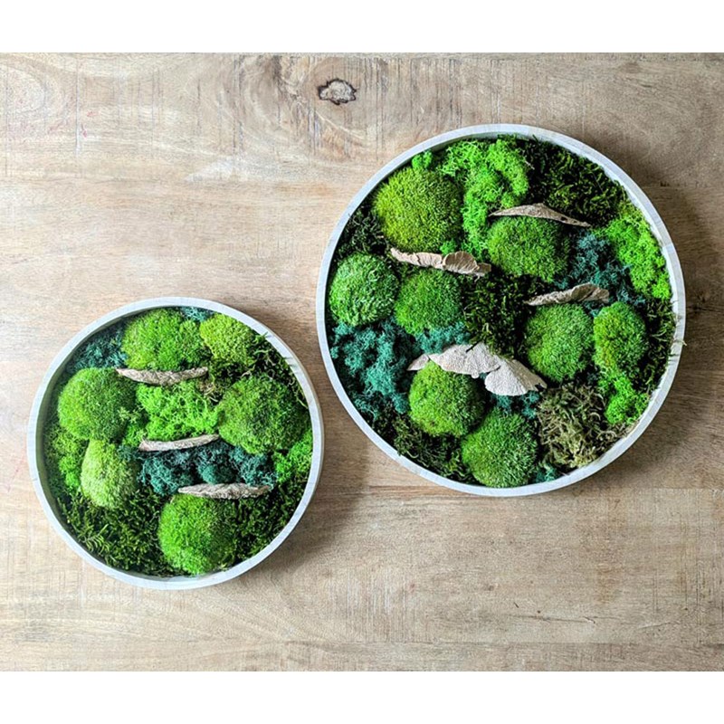 Tableau végétal naturel rond mousse stabilisée - lot de 2- sous-bois