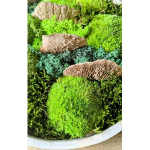 Tableau végétal naturel rond mousse stabilisée - lot de 2- sous-bois