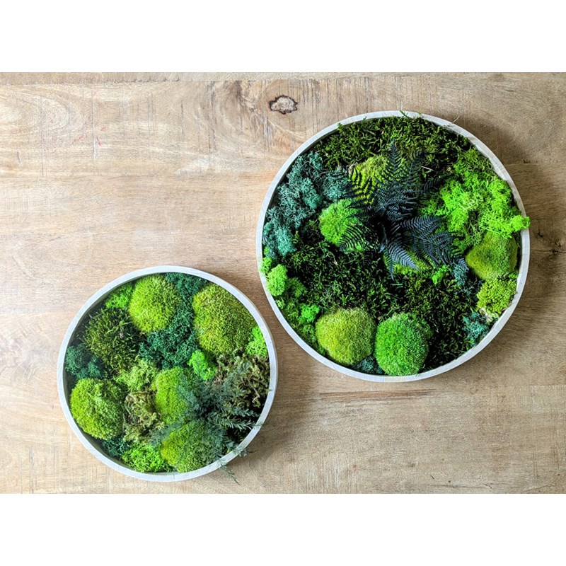 Tableau végétal naturel rond en mousse stabilisée - lot de 2- canopé