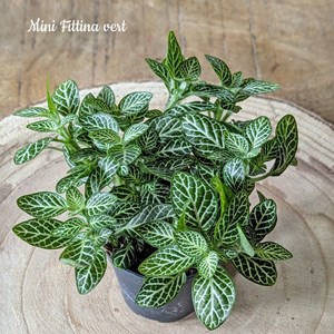 Kit recharge pour terrarium 1 plante fittonia vert