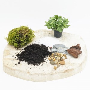 Kit recharge pour terrarium 1 plante fittonia vert