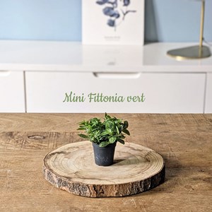 Kit recharge pour terrarium 1 plante fittonia vert