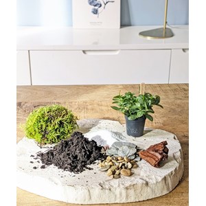 Kit recharge pour terrarium 1 plante fittonia vert