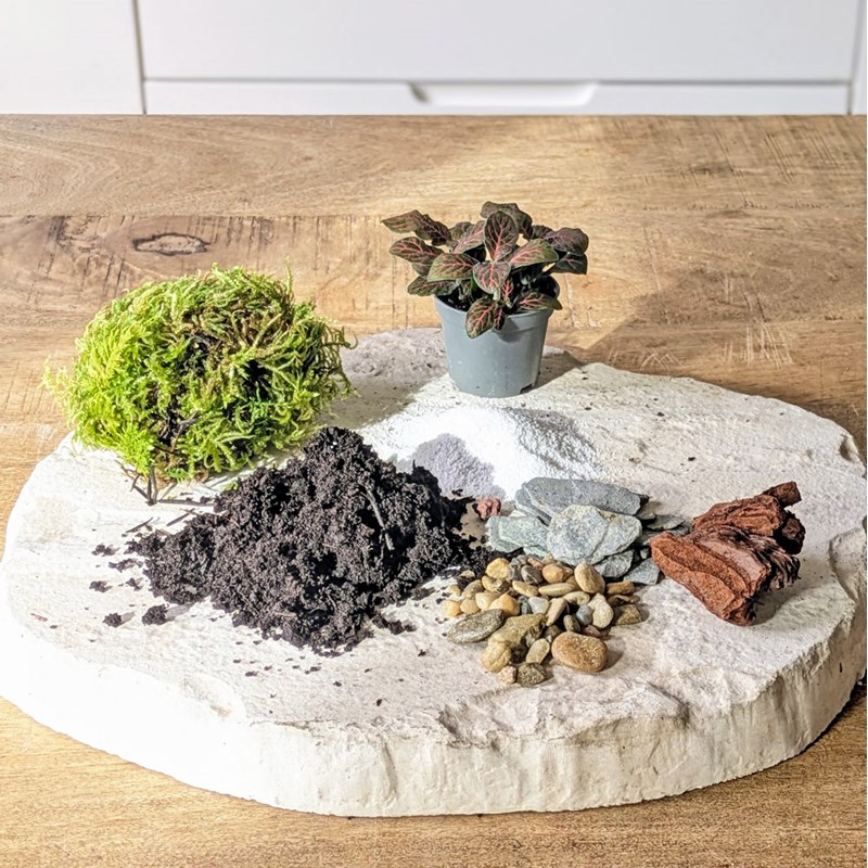 Kit recharge pour terrarium 1 plante fittonia rouge