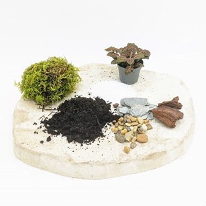 Kit recharge pour terrarium 1 plante fittonia rouge