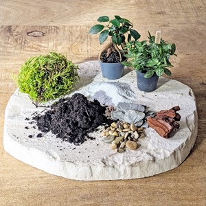 Kit recharge pour terrarium 2 plantes fittonia vert + ficus