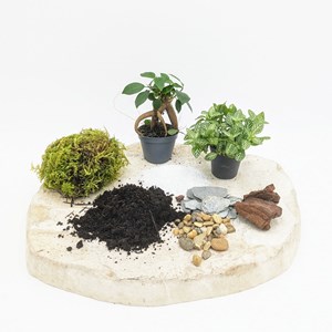 Kit recharge pour terrarium 2 plantes fittonia vert + ficus