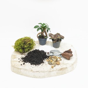 Kit recharge pour terrarium 2 plantes fittonia rouge + ficus