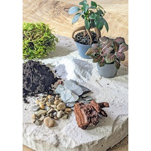 Kit recharge pour terrarium 2 plantes fittonia rouge + ficus