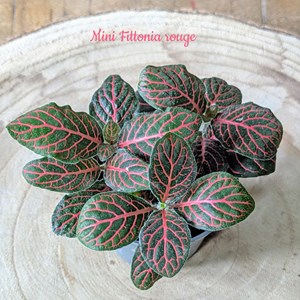 Kit recharge pour terrarium 2 plantes fittonia rouge + ficus