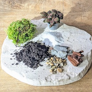 Kit recharge pour terrarium 2 plantes fittonia rouge + ficus