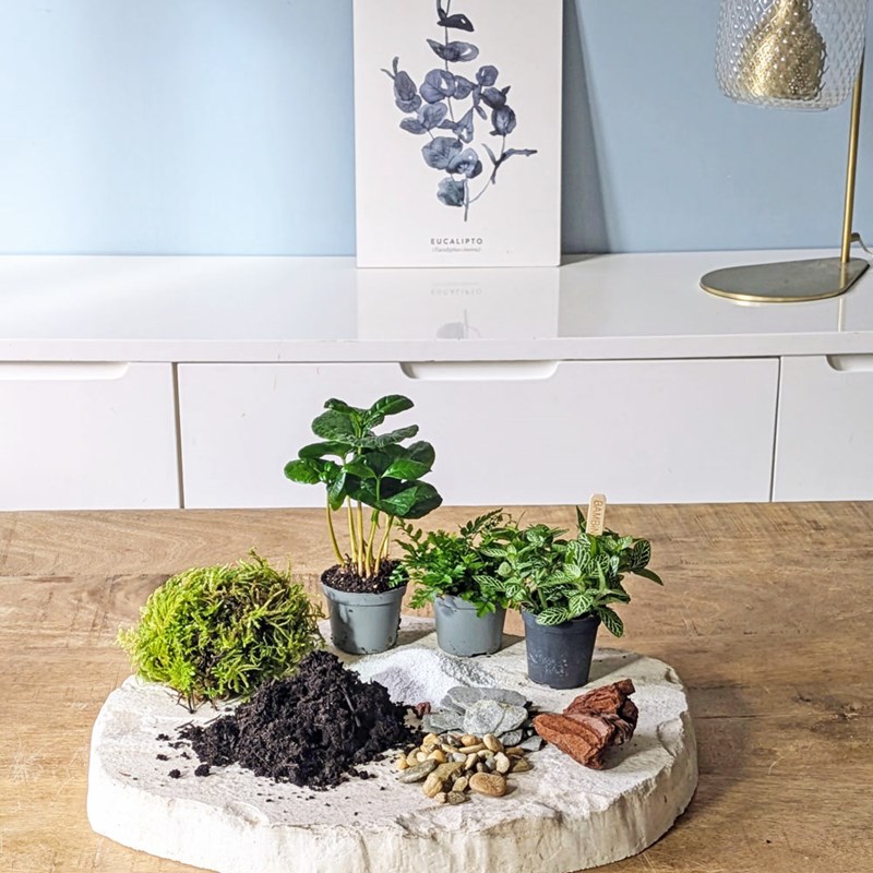 Kit recharge pour terrarium 3 plantes fittonia vert + caféier + fougère