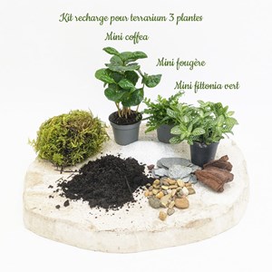 Kit recharge pour terrarium 3 plantes fittonia vert + caféier + fougère