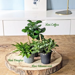 Kit recharge pour terrarium 3 plantes fittonia vert + caféier + fougère