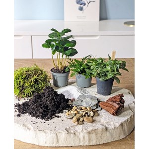 Kit recharge pour terrarium 3 plantes fittonia vert + caféier + fougère