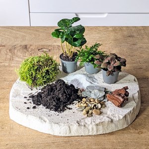 Kit recharge pour terrarium 3 plantes fittonia rouge + caféier + fougère