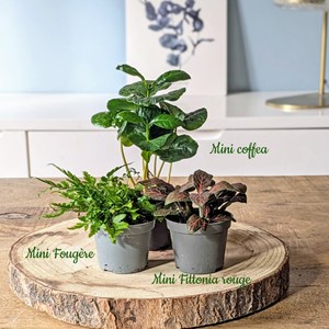 Kit recharge pour terrarium 3 plantes fittonia rouge + caféier + fougère