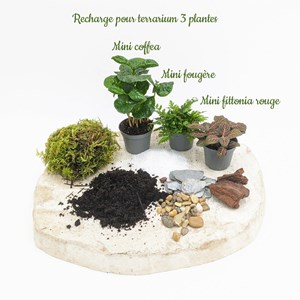 Kit recharge pour terrarium 3 plantes fittonia rouge + caféier + fougère