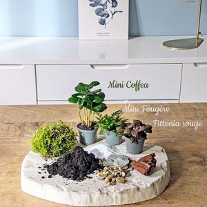 Kit recharge pour terrarium 3 plantes fittonia rouge + caféier + fougère