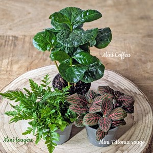 Kit recharge pour terrarium 3 plantes fittonia rouge + caféier + fougère