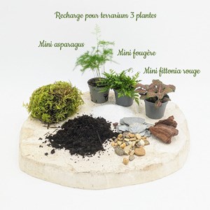 Kit recharge pour terrarium 3 plantes fittonia vert+ asparagus + fougère