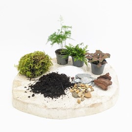 Kit recharge pour terrarium 3 plantes fittonia rouge + aspargus + fougère