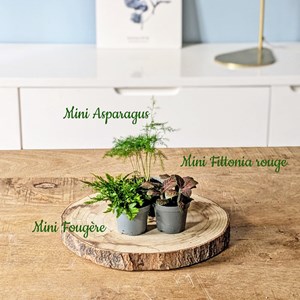 Kit recharge pour terrarium 3 plantes fittonia rouge + aspargus + fougère