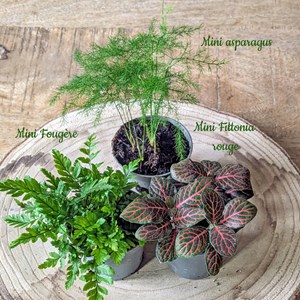 Kit recharge pour terrarium 3 plantes fittonia rouge + aspargus + fougère