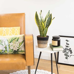 Plante verte sensevieria + cache pot