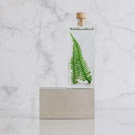 Plante immergée fougère montagnes h17