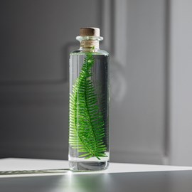 Plante immergée fougère montagnes h21