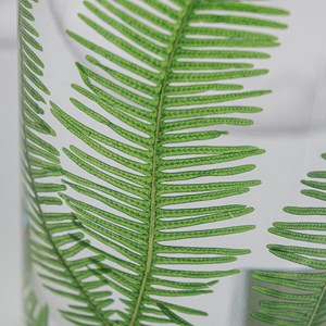 Plante immergée fougère montagnes h21