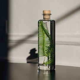 Plante immergée fougère montagnes h23