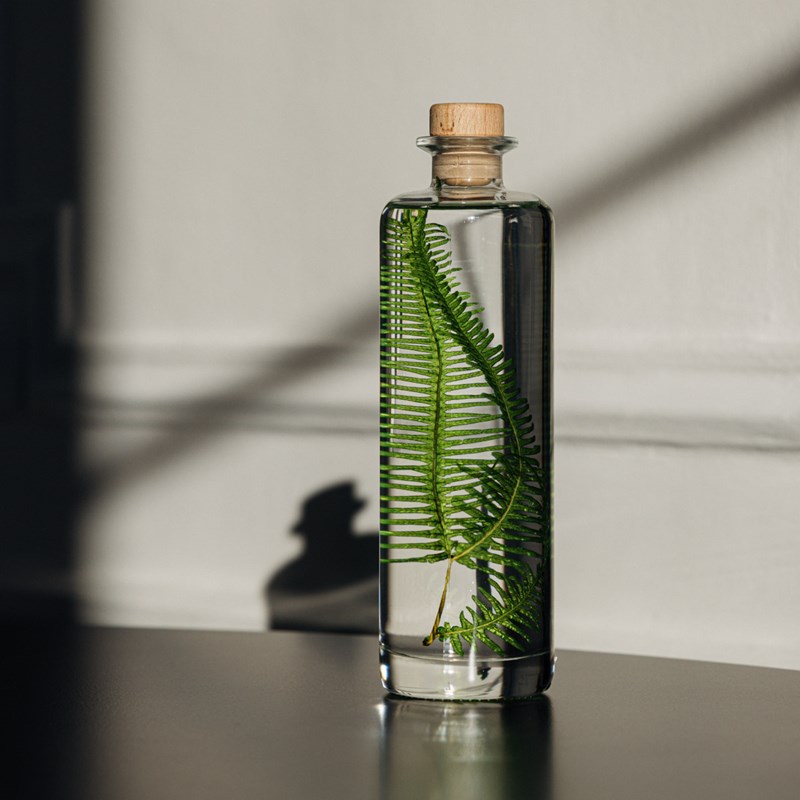 Plante immergée fougère montagnes h23