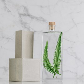 Plante immergée fougère montagnes h26