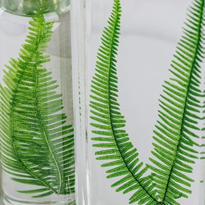 Plante immergée fougère montagnes h26