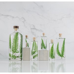 Plante immergée fougère montagnes h26