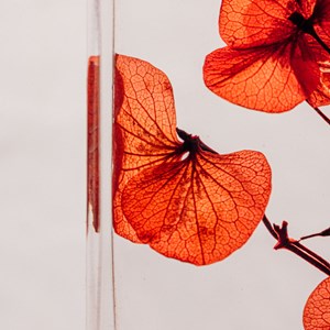 Hortensia rouge immergé - la tour eiffel