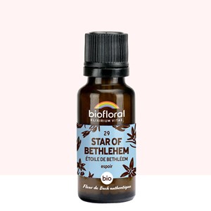 Biofloral - 29 star of bethlehem, étoile de bethléem - bio