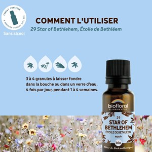 Biofloral - 29 star of bethlehem, étoile de bethléem - bio