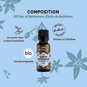 Biofloral - 29 star of bethlehem, étoile de bethléem - bio