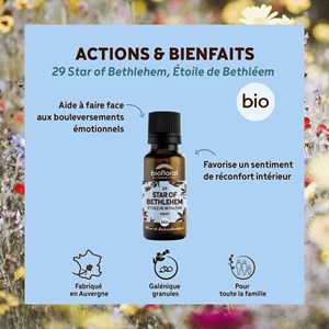 Biofloral - 29 star of bethlehem, étoile de bethléem - bio