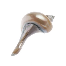 Coquillage - repose-couteau en nacre -