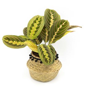 Plante tropicale dépolluante + cache-pot